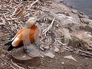 Photo of red duck near the water