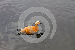 Photo of a red duck on a pond. Close-up.