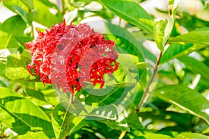 Photo of red flower, ixora