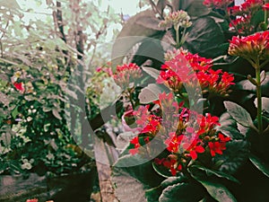 Photo of red flowers on the shelf