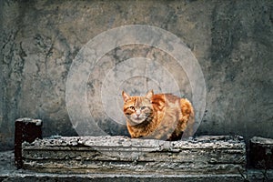 Photo of red ginger cat sitting in front of old gray wall.