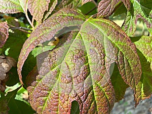 Red and Green Fall Foliage Leaf in October