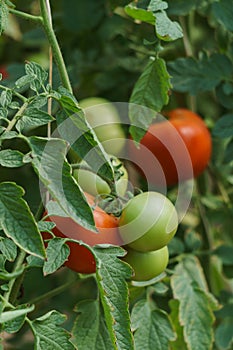 Photo with red and green tomatoes ripening in the greenhouse on the bushes