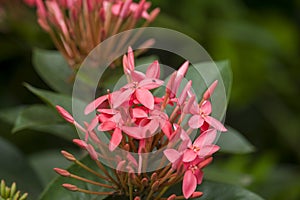 Photo of Red Ixora Flowers blooming in the Garden