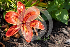 Photo of red lily in close up view