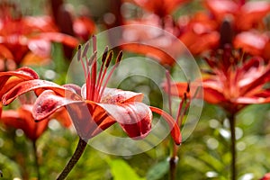 Photo of red lily in close up view
