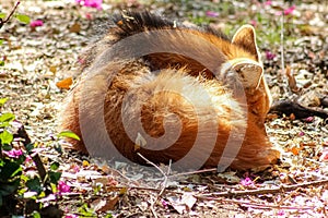 Photo of a red maned wolf, sleeping curl up in middle of forest.