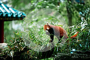 Red panda in Pairia Daiza photo