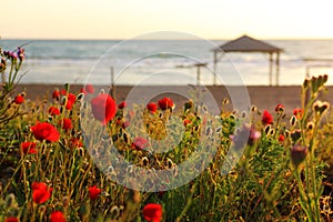 Photo of red poppies in the green field with light burst