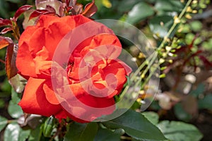 Photo of red rose on a bush in close up and soft focus