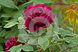 Photo of the red rose in the garden on the grass background