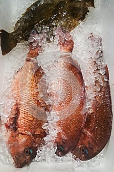 A Photo of Red Sea Bream or Madai at fish market