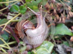 Photo of a red snail crawling on a pile of dried leaves and flowers in the forestï¿¼