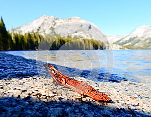 Photo of a Red Stick in Tioga Pass