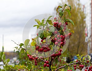 Photo of a red wild apples on a branch.