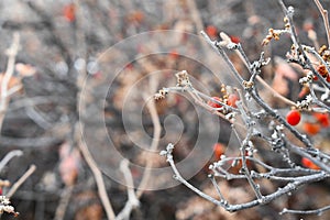 Photo of red winter berries on gray colored twigs.