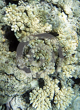 Photo of redlip blenny fish