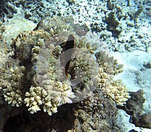 Photo of redlip blenny fish