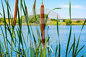 Photo of reed mace near beautiful blue lake