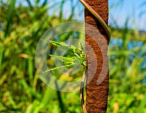 Photo of reed mace near beautiful blue lake