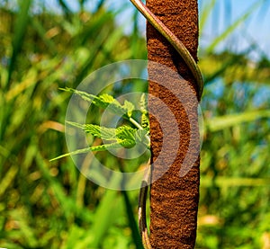 Photo of reed mace near beautiful blue lake