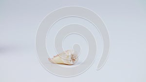 Photo of the removed tooth on white background