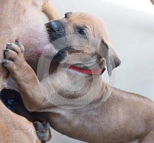 A Rhodesian Ridgeback Fed by Den