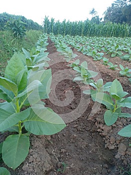 a photo of a rice field with young tobacco plants, with a model of mountains and puddles of soil