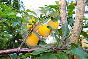 photo of ripe juicy yellow plums