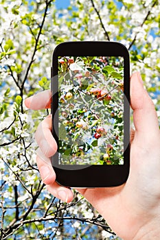 Photo of ripe pink apples on tree with blossoms photo