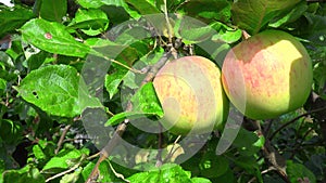 Photo of ripen apples hanging on the tree