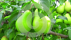 Photo of ripen pears hanging on the tree in summer day