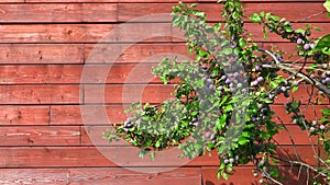 Photo of ripen plums hanging on the tree and wooden wall