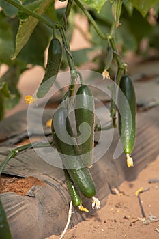 Photo of ripening cucumbers growing in a greenhouse.