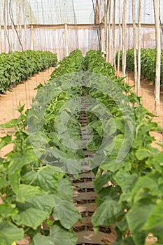 Photo of ripening cucumbers growing in a greenhouse.