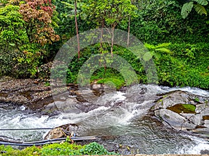 Photo of a river flowing on the edge of a forest