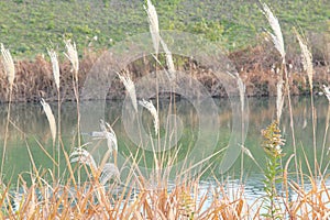 Photo of riverside pampas grass and river