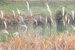 Photo of riverside pampas grass and river