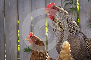 Rooster with chicken have concealed the look