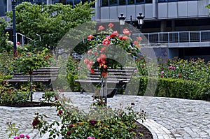 Photo of a rose bush with blooming orange color for greeting in a nature park