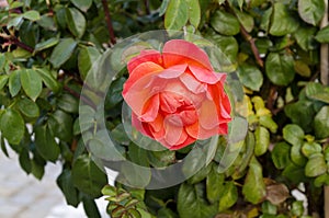 Photo of a rose bush with blooming orange color for greeting in a nature park