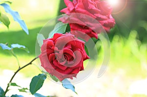 Photo rose flower isolated on the natural blurred background. Closeup. For design, texture, background. Nature