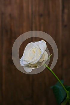 Photo of a rose flower with white petals on a wooden background