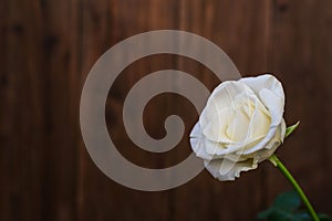 Photo of a rose flower with white petals on a wooden background on the right. Left space for text