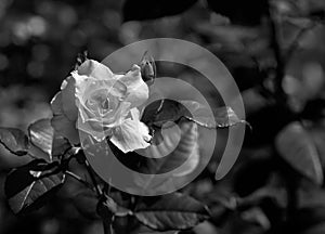 Photo rose petals isolated on the natural blurred background. Closeup. For design, texture, background. Nature.Monochrome photo