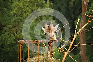 Photo of Rothschilds giraffe eating straw with stick out tongue photo