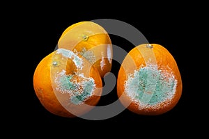 A photo of rotten moldy orange, tangerine isolated on black background. A photo of the growing mold. Food contamination, bad spoil
