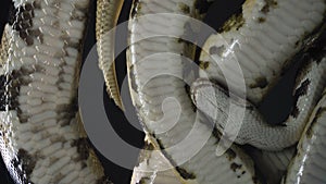 Two small ball phytons, camera rushed down