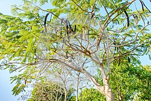 Photo of royal poinciana tree with fruits