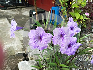 Photo of Ruellia simplex (Purple Kencana) Plant